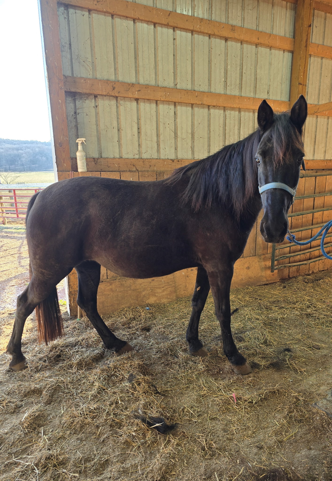 D & S Farms Tennessee Walking Horses