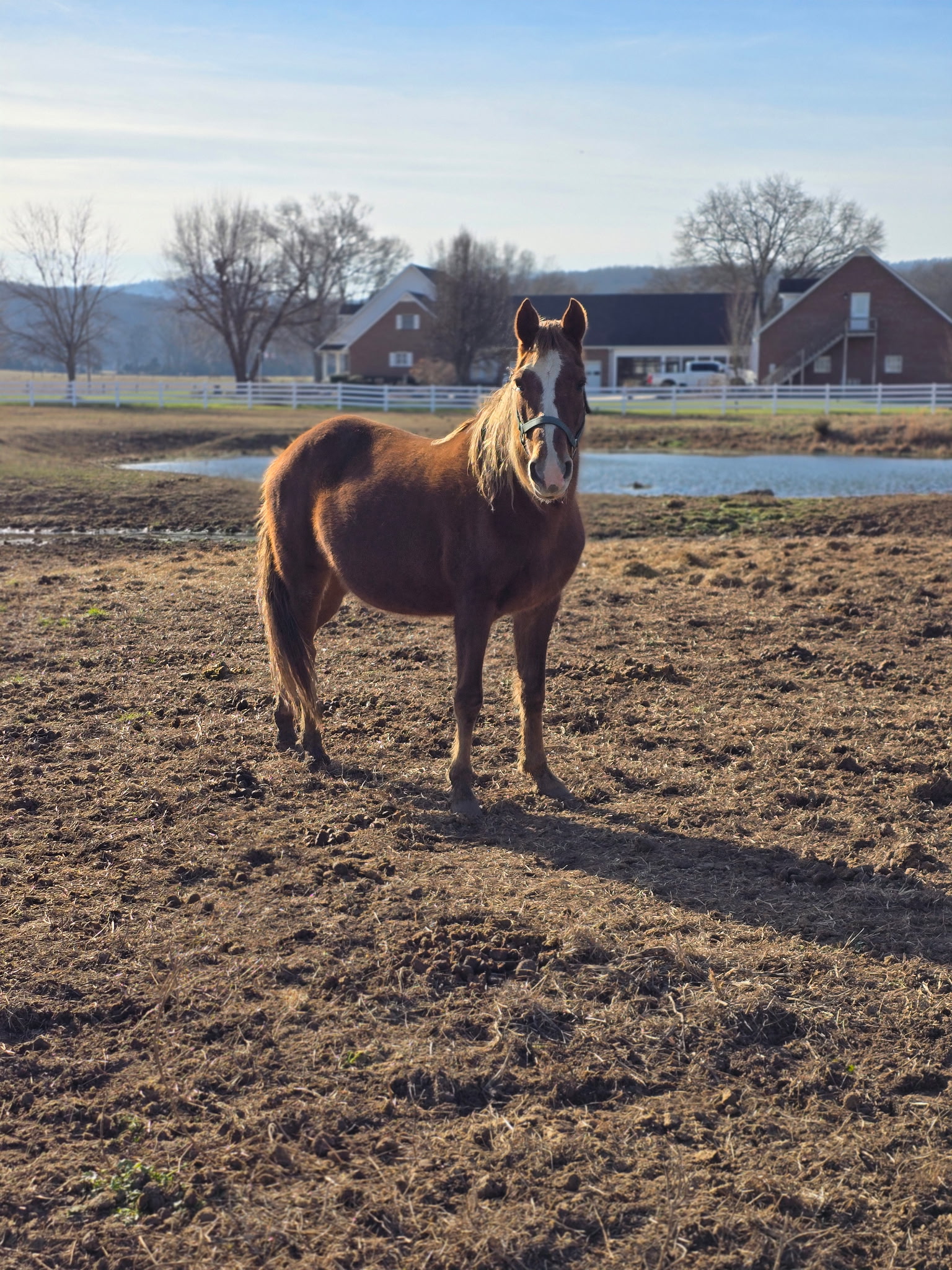 D & S Farms Tennessee Walking Horses