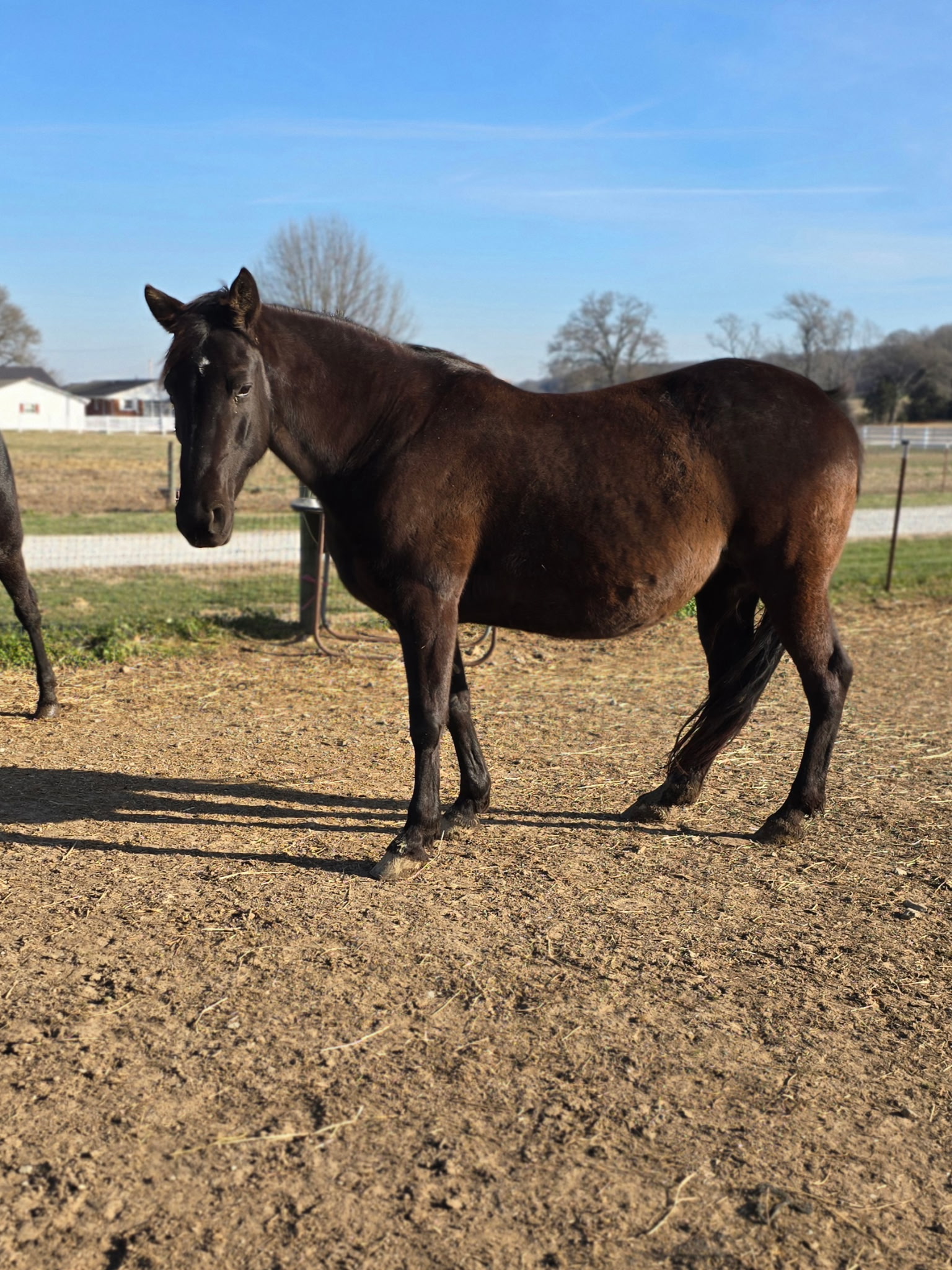 D & S Farms Tennessee Walking Horses